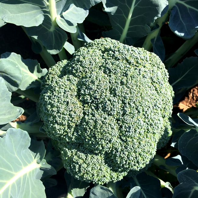 Fresh Broccoli