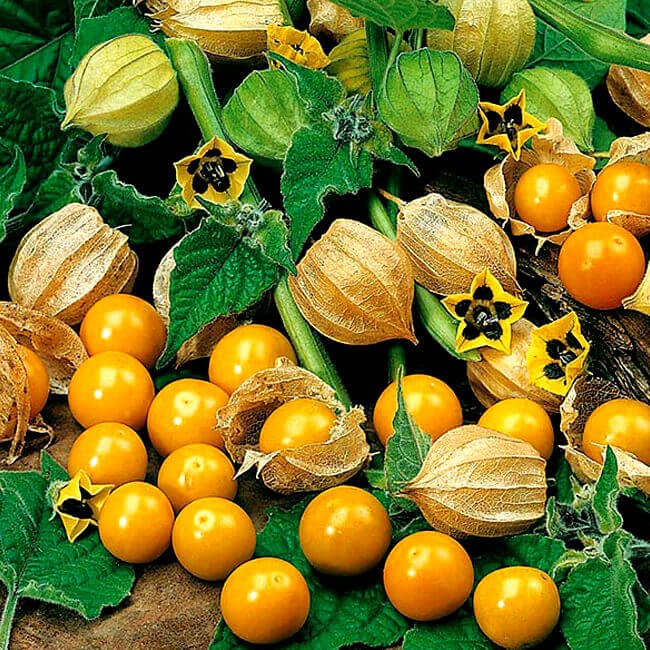 Golden Berry Halves
